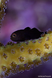 Black hairy coral goby ( Juvenile ) by Iyad Suleyman 